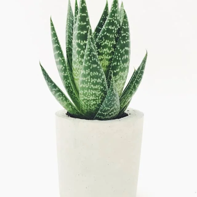 Aloe vera en maceta