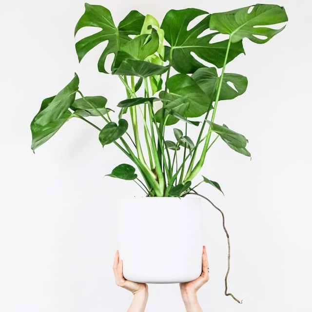 Monstera deliciosa